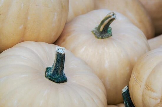 Melonowa zolta. Early, large pumpkin. Seeds.
